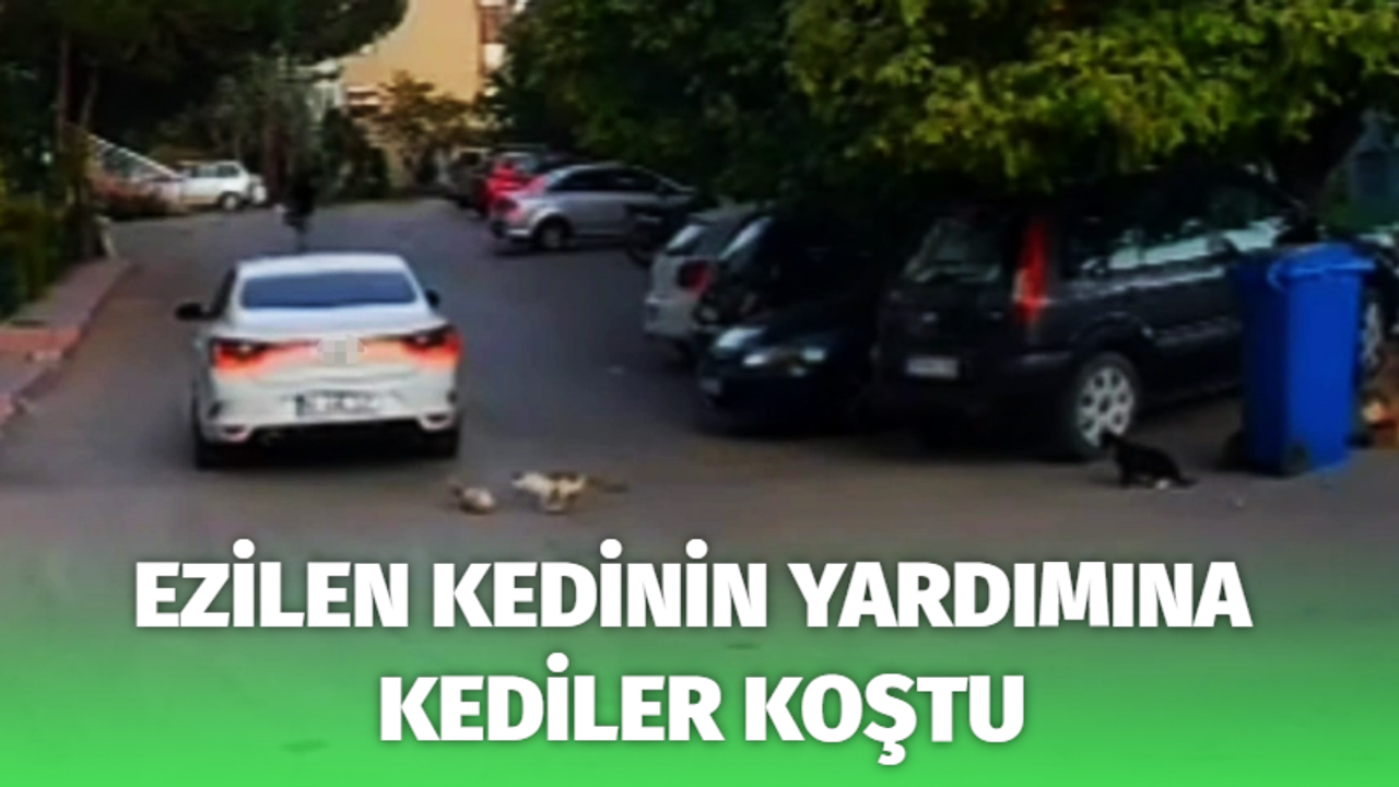 Ezilen kedinin yardımına kediler koştu