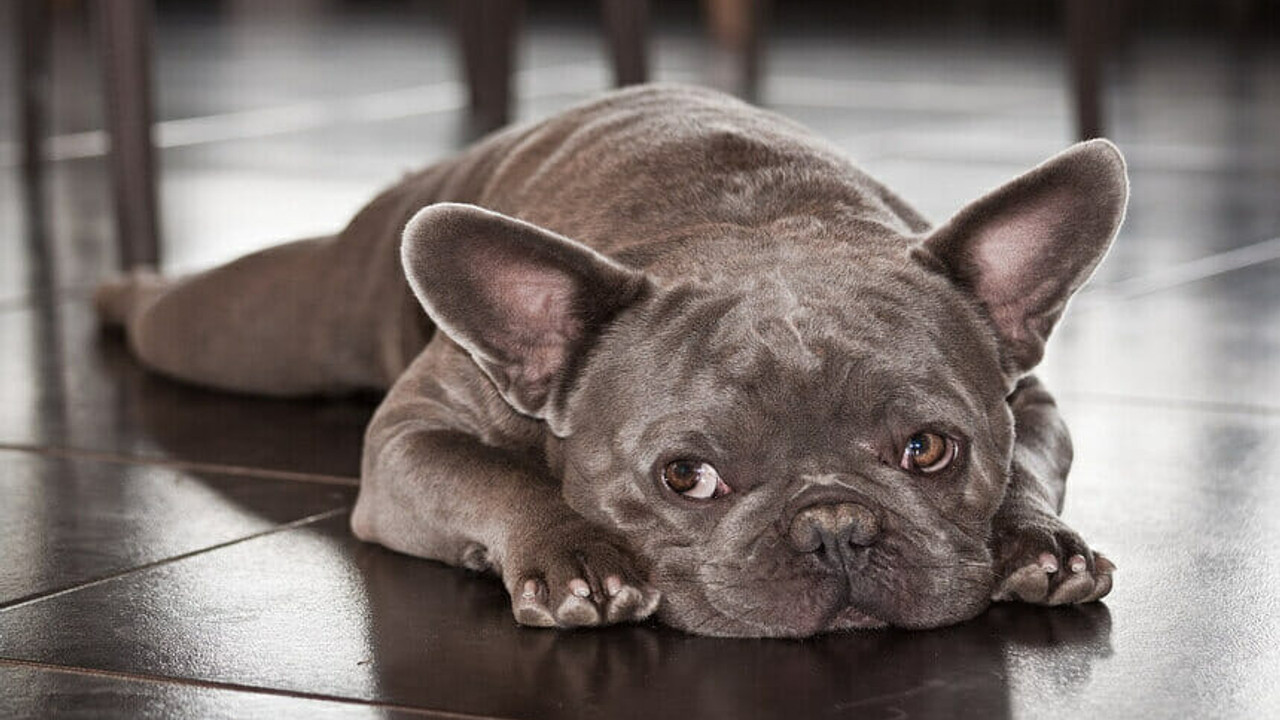 Bulldog köpeklerin özellikleri nelerdir?