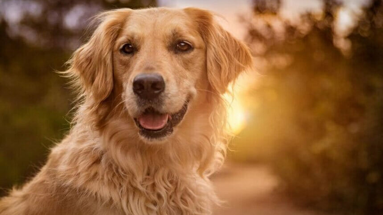 Golden Retriever köpeklerin özellikleri nelerdir?