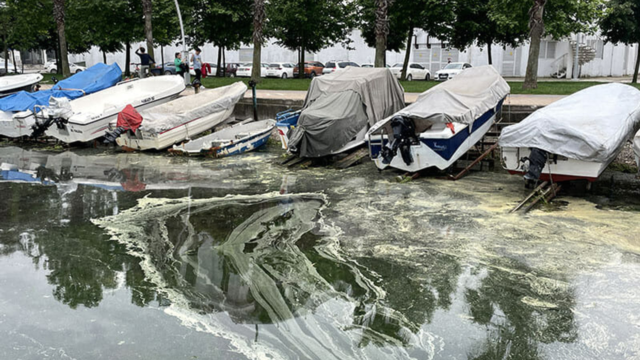 İzmit Körfezi'nin kıyı şeridinde sarı ve yeşil renkli tabaka oluştu