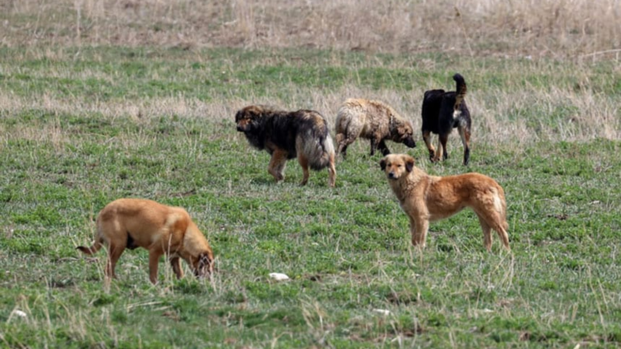 Rüyada köpek görmek ne anlama gelir?