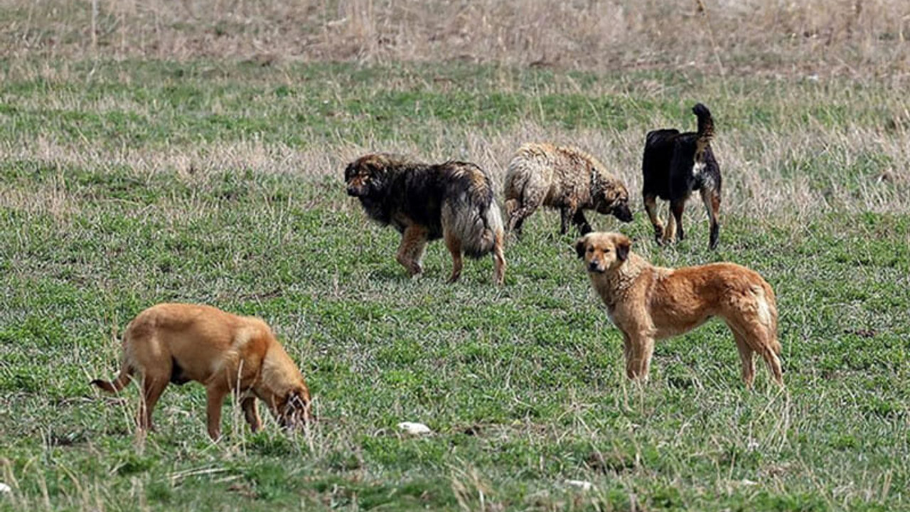 KOÜ'deki köpeklerle ilgili yeni karar!