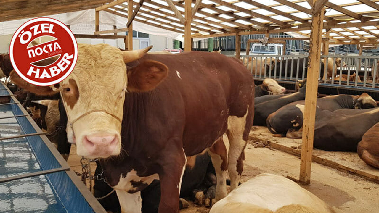 Kurban pazarı açıldı! Hisseler 7 bin 500'den başlıyor