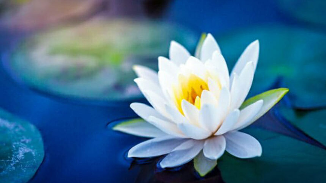 Nilüfer (Lotus) çiçeğinin anlamı nedir?