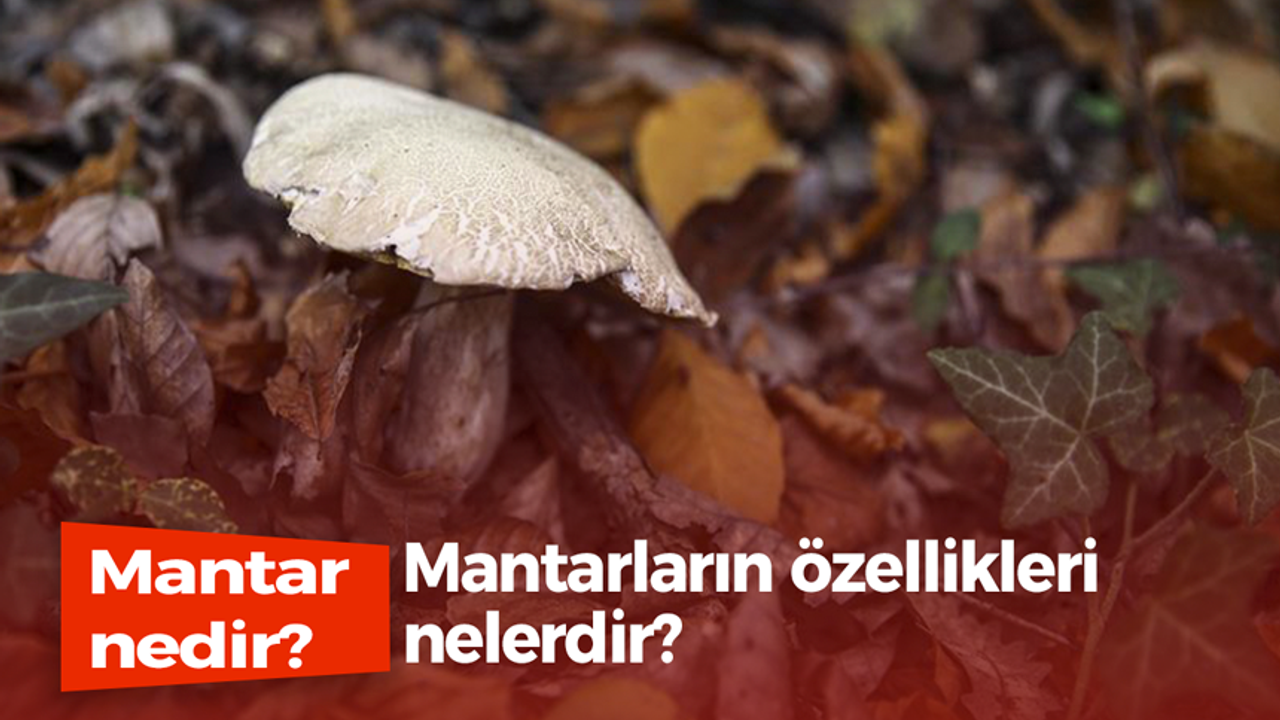 Mantar nedir, mantarların özellikleri nelerdir?