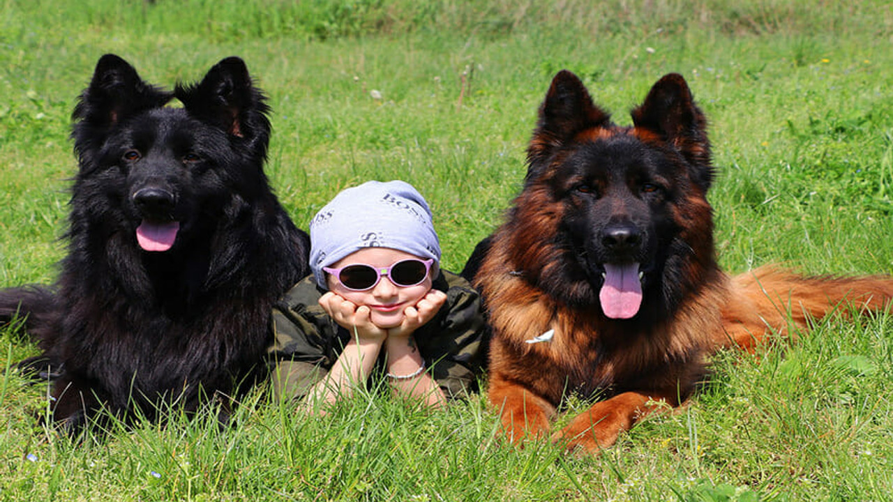 Alman çoban köpeğinin özellikleri nelerdir?