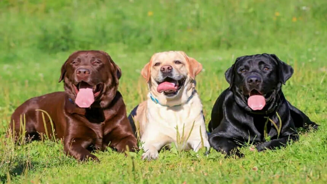 Labrador Retriever köpeklerin özellikleri nelerdir?