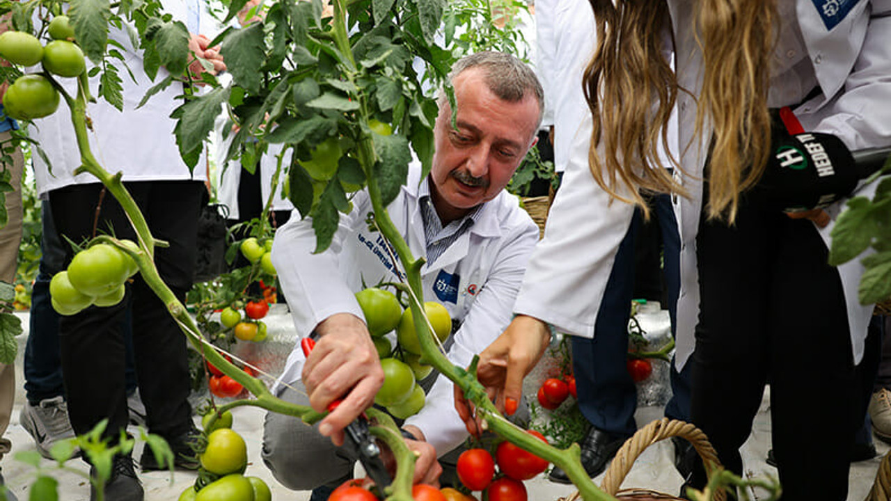 Tarımda ilk kez denenmişti! Şimdi ise hasadı yapıldı