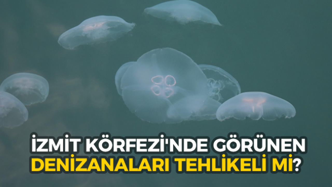 İzmit Körfezi'nde görünen denizanaları tehlikeli mi?