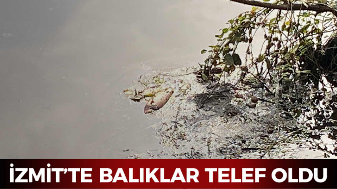 İzmit'te deredeki balıklar telef oldu