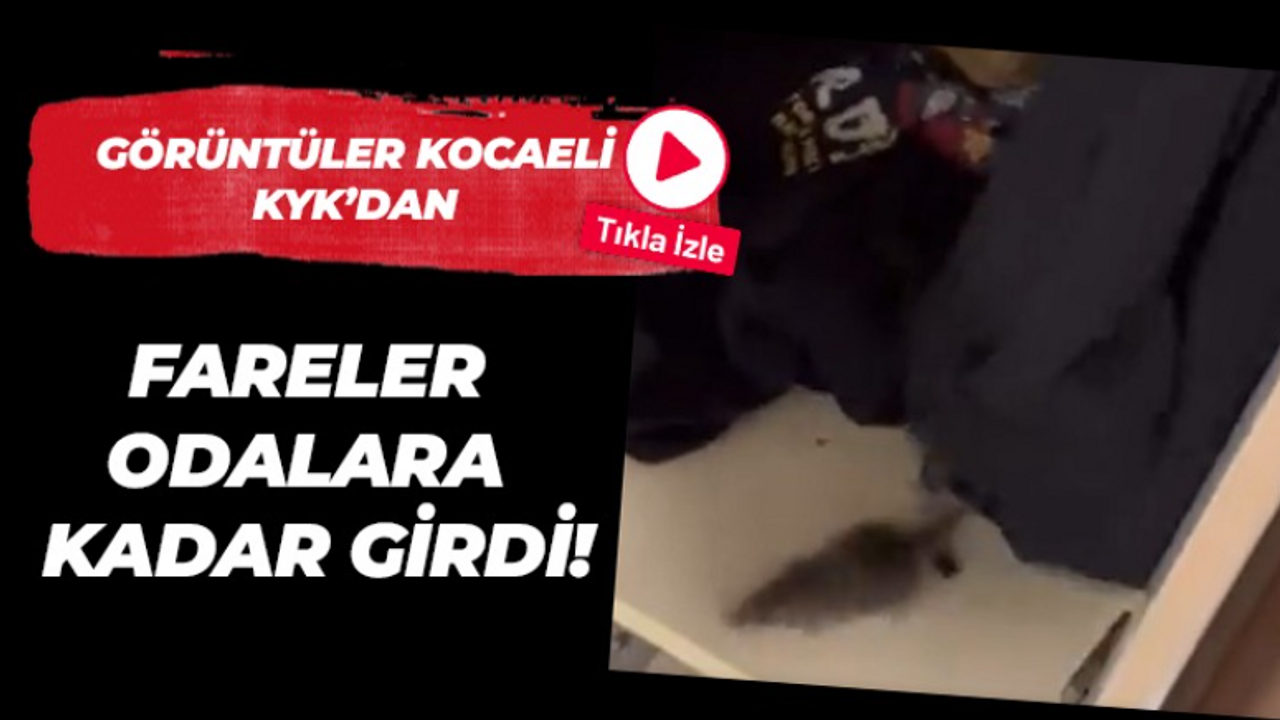 Görüntüler Kocaeli KYK’dan Fareler odalara kadar girdi!