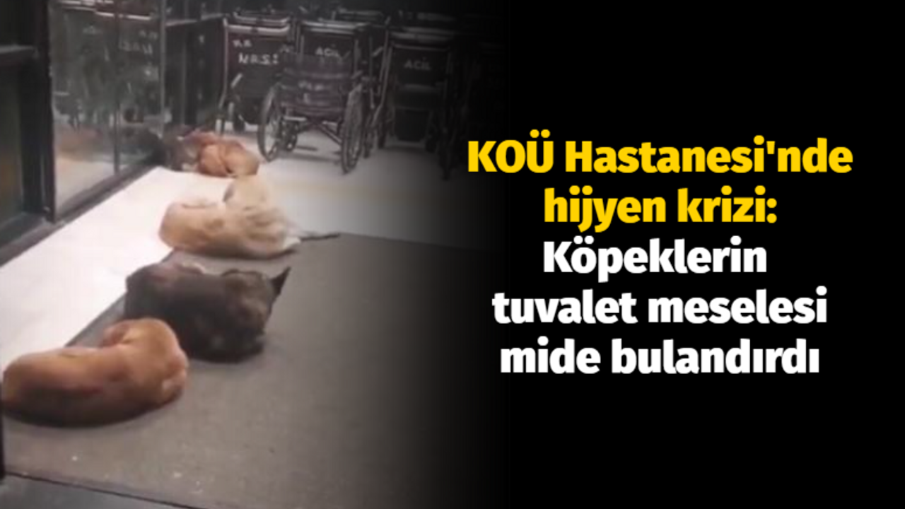 Kocaeli Üniversitesi Hastanesi'nde hijyen krizi: Köpeklerin tuvalet meselesi mide bulandırdı