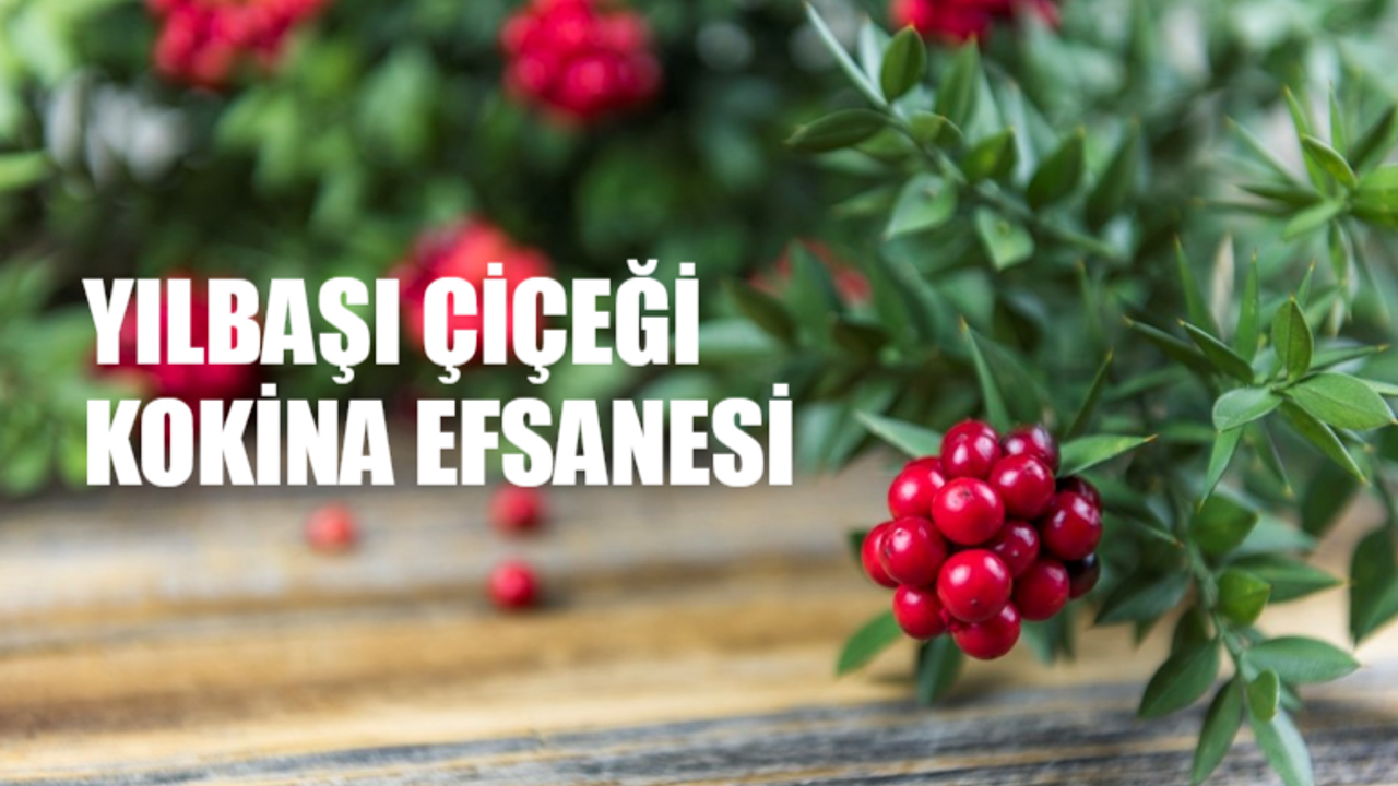Kokina Çiçeği Anlamı Ne? Yılbaşı Kokina Çiçeği Nasıl Bakılır? Yılbaşı Çiçeği Kokina Efsanesi