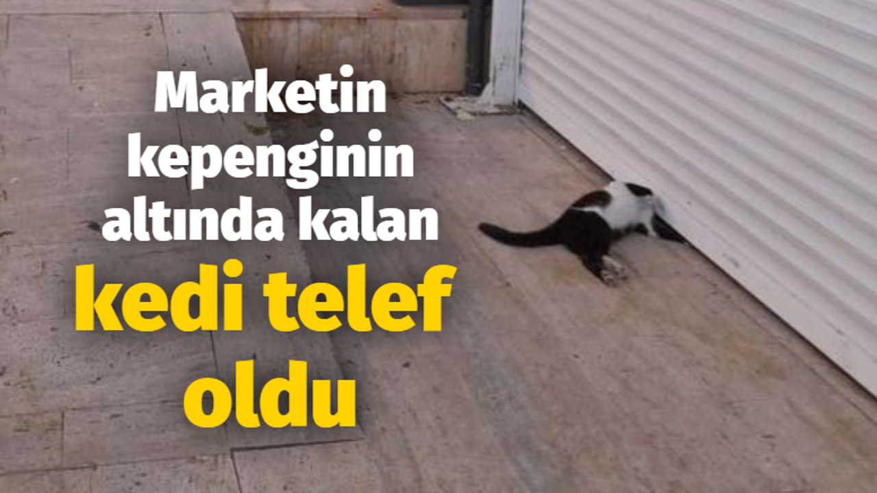 Marketin kepenginin altında kalan kedi telef oldu