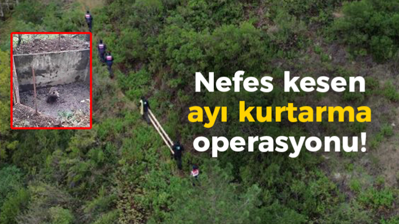 Nefes kesen ayı kurtarma operasyonu!