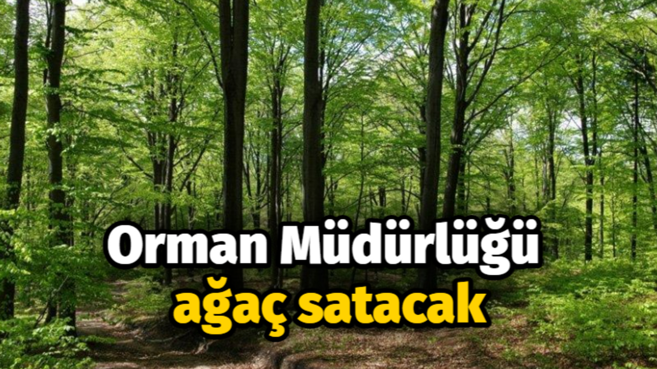 Orman Müdürlüğü ağaç satacak