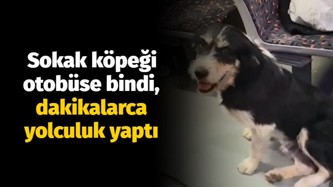 Sokak köpeği otobüse bindi, dakikalarca yolculuk yaptı