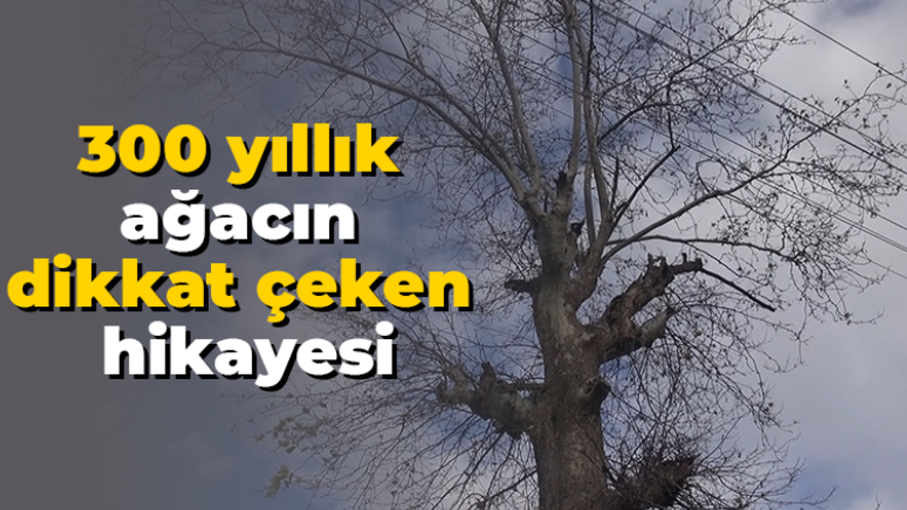 300 yıllık ağacın dikkat çeken hikayesi