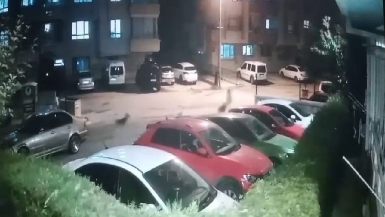 Ankara’da sokak köpeği dehşeti kamerada