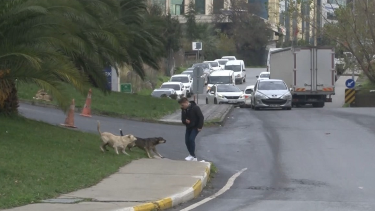 Bağcılar'da sokak köpeği saldırısı