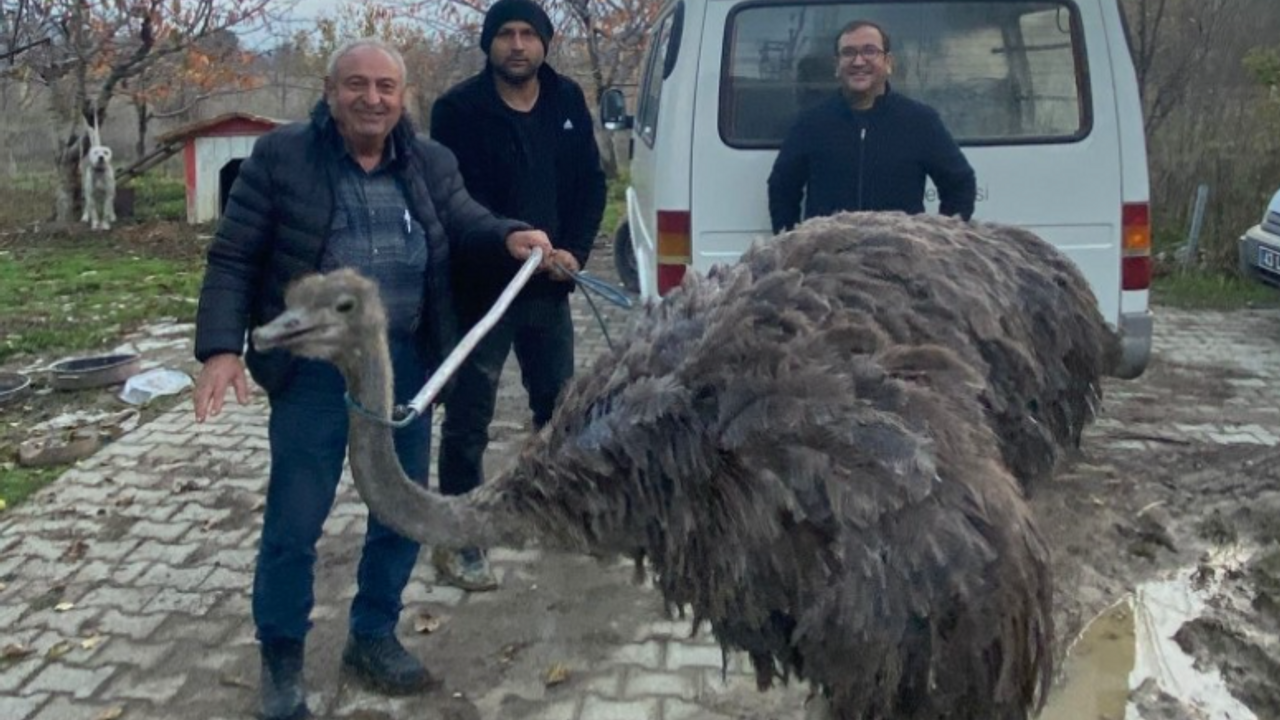 Kara yolunda deve kuşu paniği