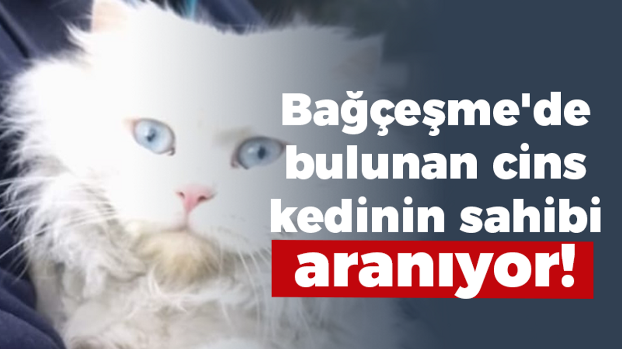 Bağçeşme'de bulunan cins kedinin sahibi aranıyor!