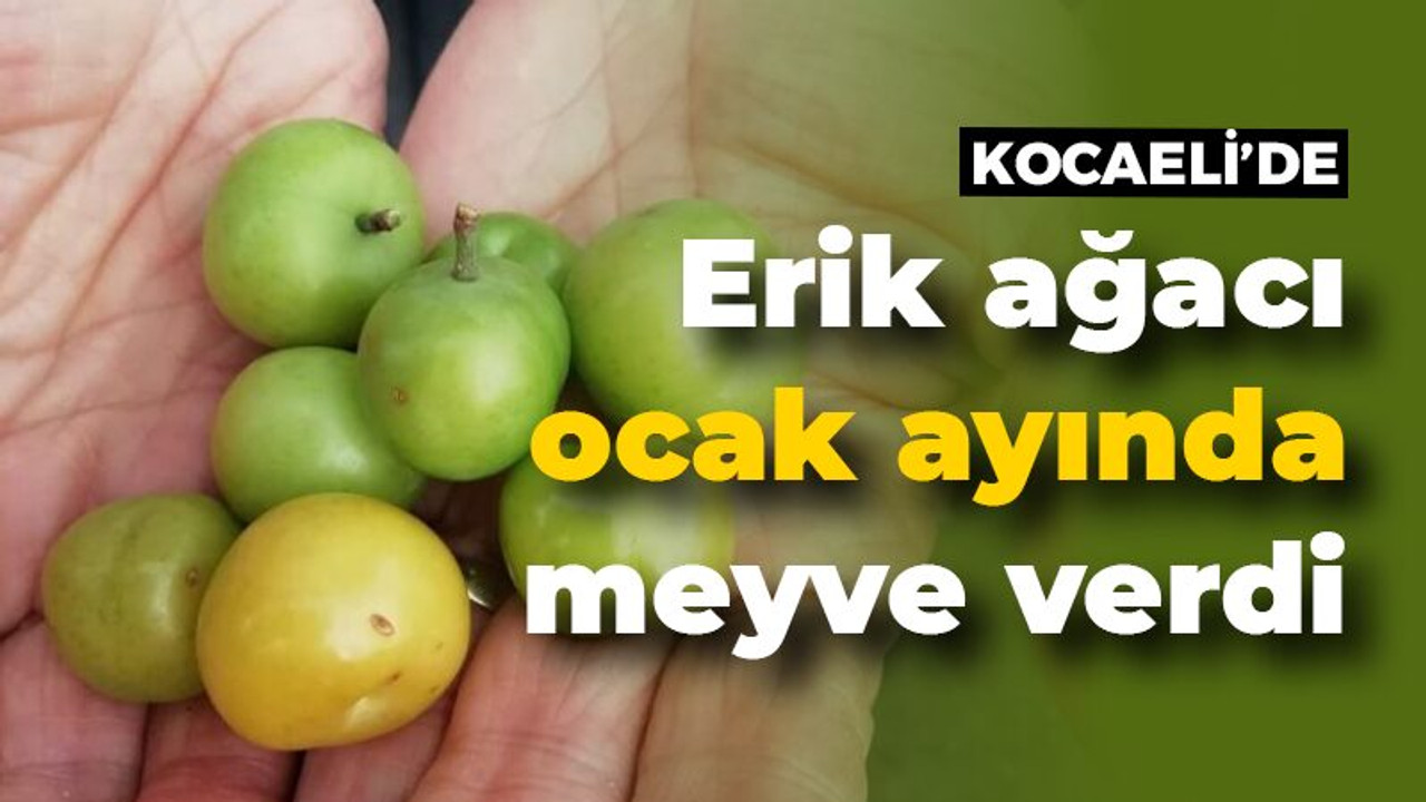 Kocaeli'de erik ağacı ocak ayında meyve verdi