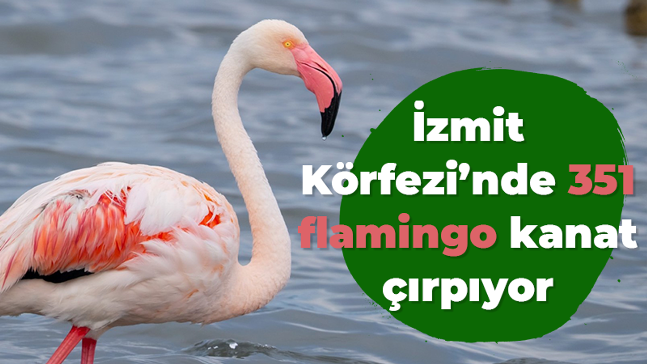 İzmit Körfezi’nde 351 flamingo kanat çırpıyor