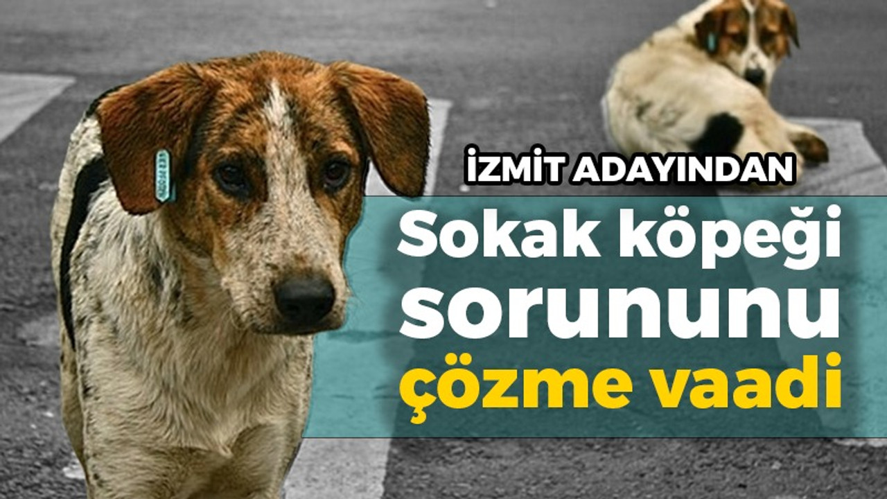 İzmit adayı Mustafa Can’dan sokak köpeği sorununu çözme vaadi