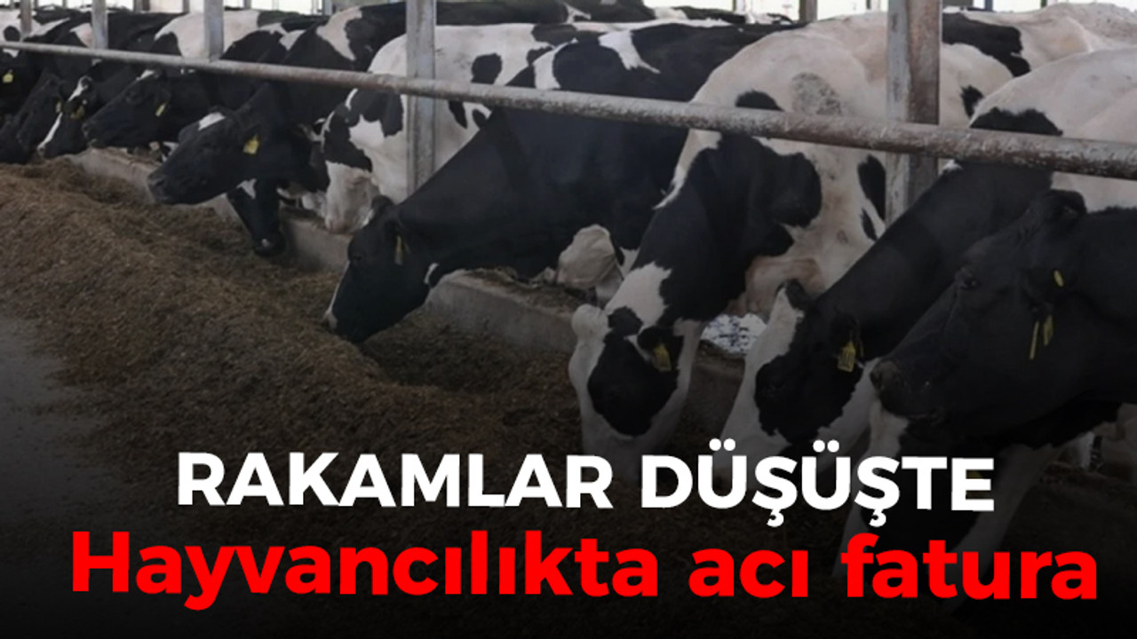 Rakamlar düşüşte: Hayvancılıkta acı fatura