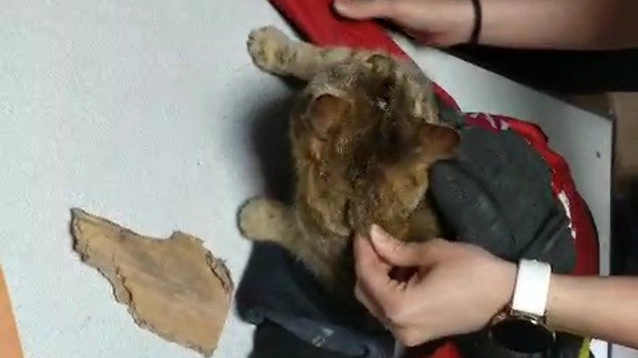 Yaramaz kedi kafasını mama kutusuna sıkıştırdı!