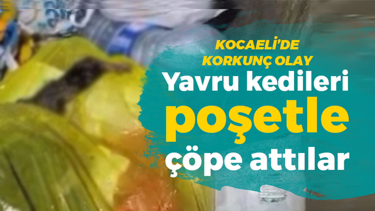 Kocaeli'de korkunç olay: Yavru kedileri poşetle çöpe attılar!