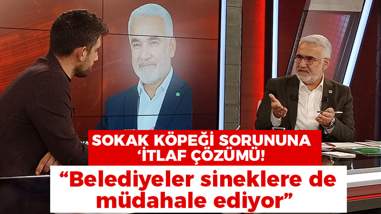 Sokak köpeği sorununa ‘itlaf’ çözümü! “Belediyeler sineklere de müdahale ediyor”