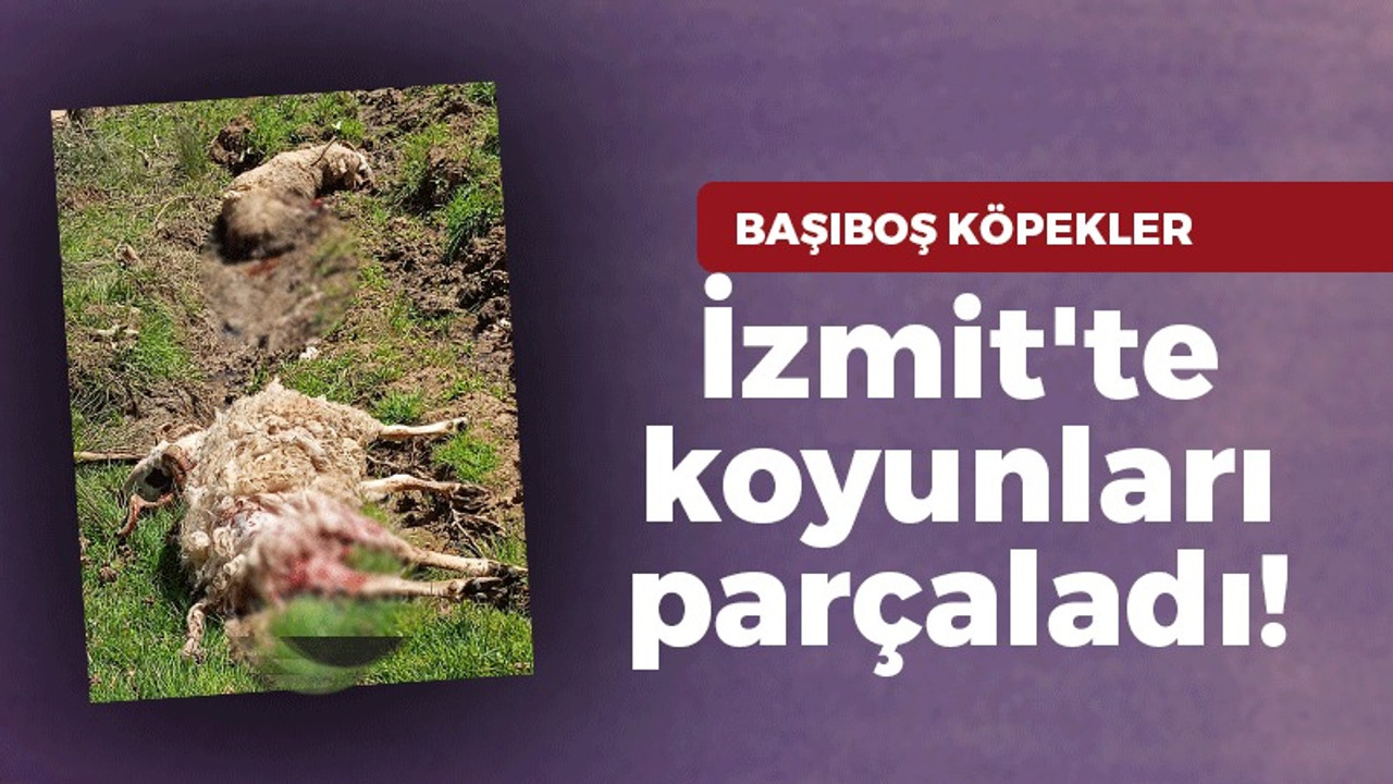 İzmit'te başıboş köpekler koyunları parçaladı!