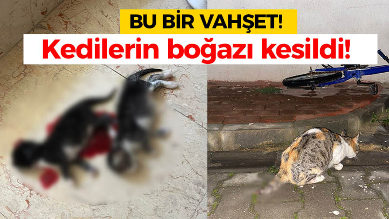 Bu bir vahşet: Kedilerin boğazı kesildi!