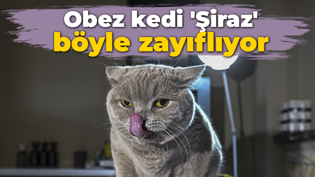 Obez kedi 'Şiraz' böyle zayıflıyor