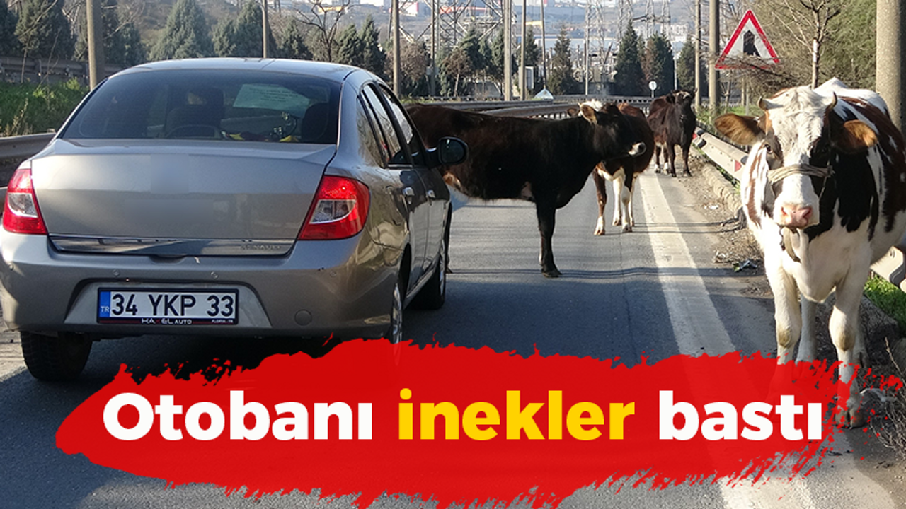 Otobanı inekler bastı