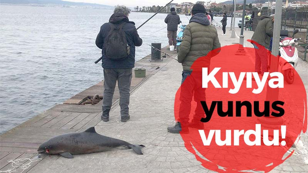 Kıyıya yunus vurdu!