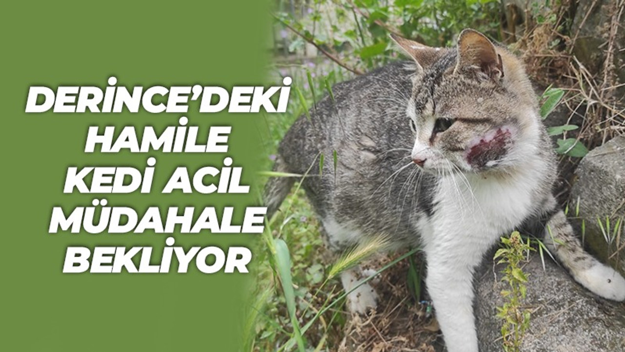 Derince’deki hamile kedi acil müdahale bekliyor