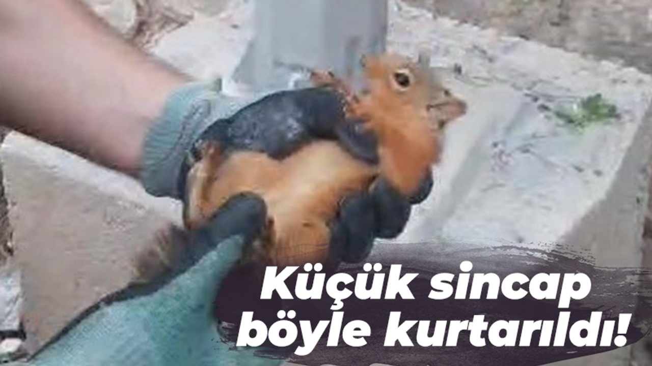 Küçük sincap böyle kurtarıldı!