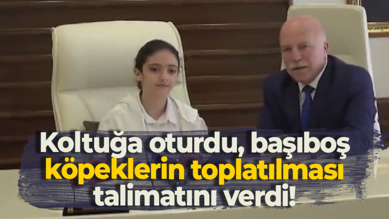 Koltuğa oturdu, başıboş köpeklerin toplatılması talimatını verdi!