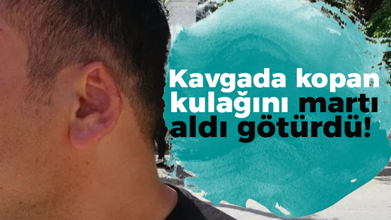 Kavgada kopan kulağını martı aldı götürdü!