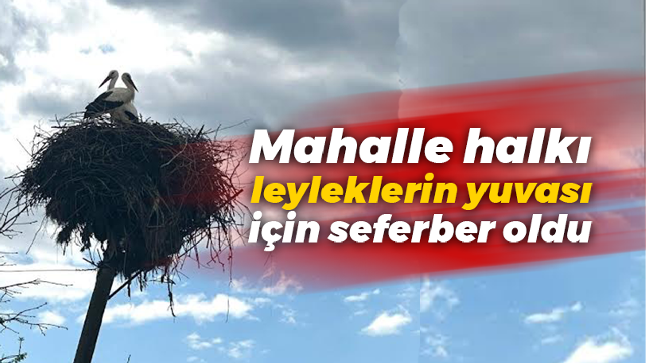 Mahalle halkı leyleklerin yuvası için seferber oldu