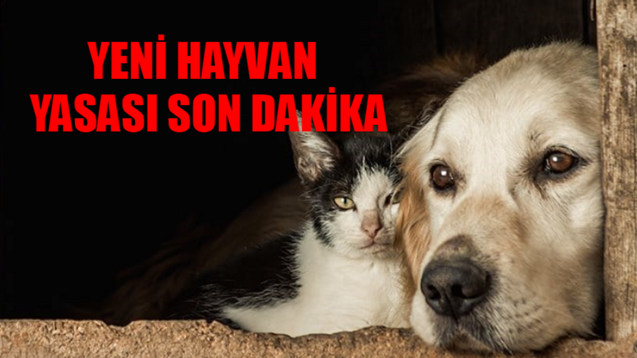 YENİ HAYVAN YASASI SON DAKİKA: Başıboş Sokak Köpekleri Uyutulacak Mı? Sokak Hayvanları Yasası Meclis'e Geldi Mi, Ne Zaman Gelecek?