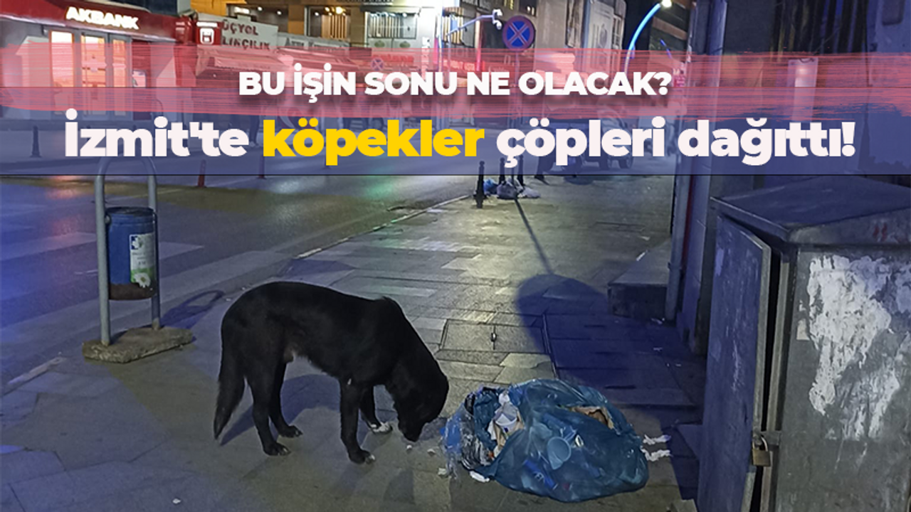 İzmit Üçyol'da başıboş köpekler çöpleri dağıttı! Halk bıktı