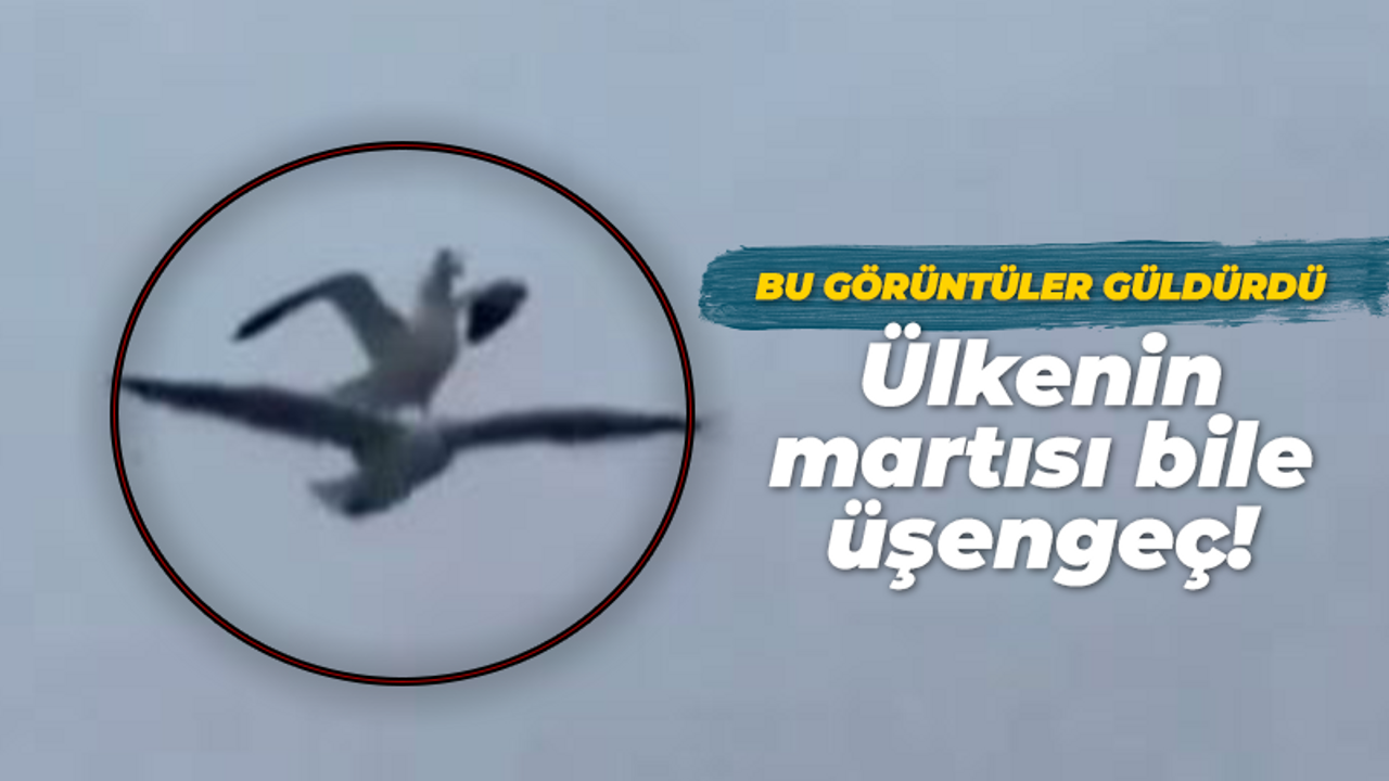 Bu görüntüler güldürdü: Uçmaya üşendi martı kiraladı