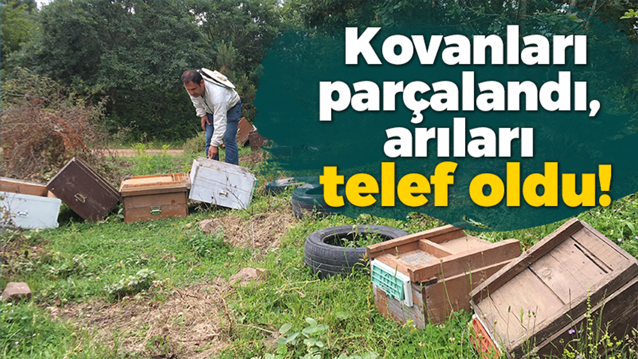 Kovanları parçalandı, arıları telef oldu