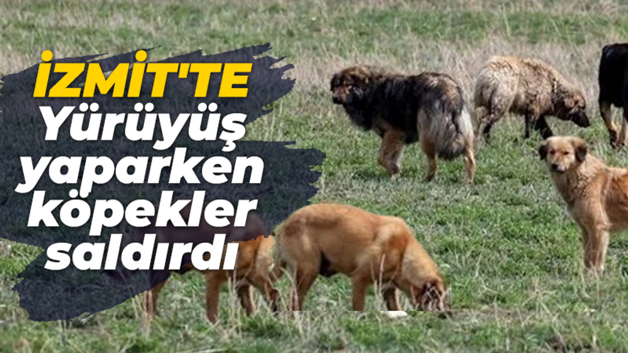 İzmit'te yürüyüş yaparken köpekler saldırdı