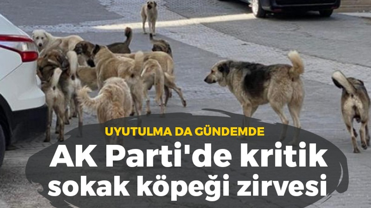 AK Parti’de ‘sokak köpeği’ zirvesi: Uyutulma seçeneği de gündemde