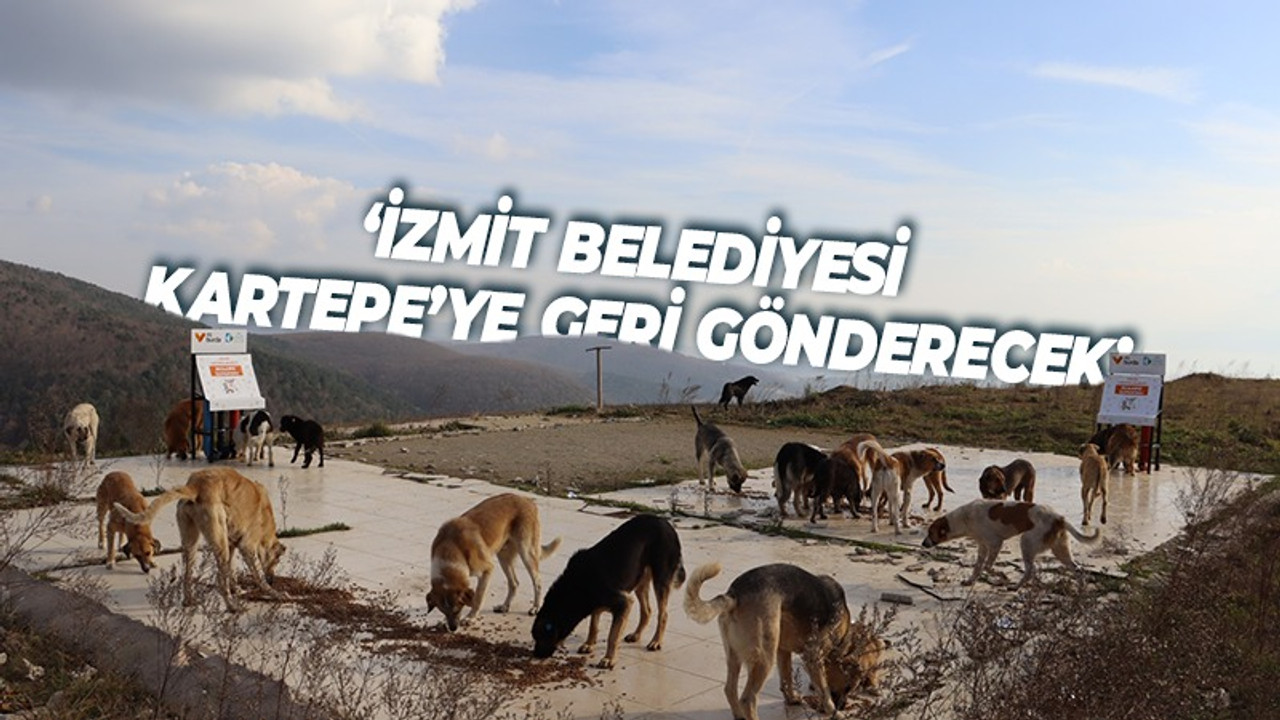 İzmit Belediyesi adeta rest çekti! Köpekler geri gönderilecek